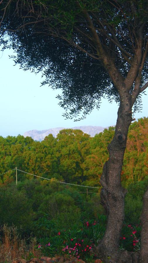 Sole Matto Rooms Olbia Exterior photo